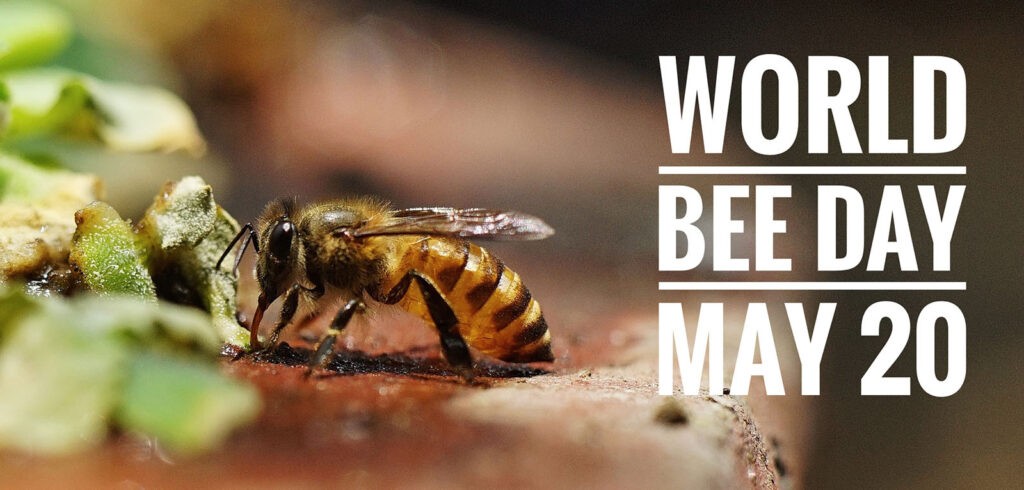 Honeybee drinking world bee day May 2021